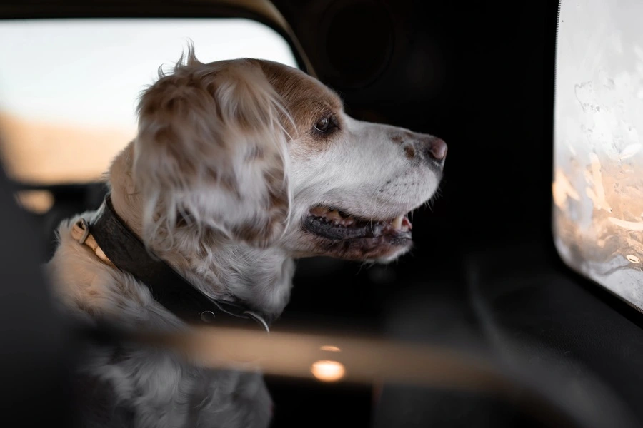 Tips til at rejse med hunde og katte denne sommer